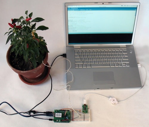 plant_with_code